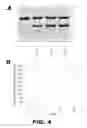 Fig. 07 - Molecular biosensors capable of signal amplification