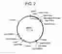 Fig. 03 - HCV NS4A/modified NS3 polypeptides and uses thereof