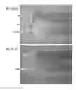 Fig. 07 - Polarizer, polarizing plate, and method for producing polarizer