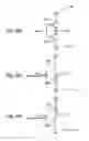 Fig. 35 - Digital circuit having correcting circuit and electronic apparatus thereof