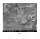 Fig. 02 - Method of fabricating graphene-based/algal biofilm electrode for application in a biophotovoltaic device