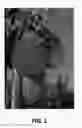 Fig. 02 - Pear tree named 'NC4'