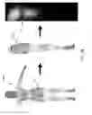 Fig. 07 - Body-enhancing garment and garment construction