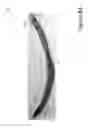 Fig. 85 - Extender belts for pants and trousers
