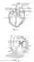 Fig. 02 - Devices, systems and methods for heart valve replacement