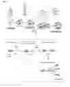 Fig. 02 - ENHANCING AUTOPHAGY OR INCREASING LONGEVITY BY ADMINISTRATION OF UROLITHINS OR PRECURSORS THEREOF