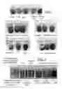 Fig. 02 - Method of producing copper nano particle colloidal dispersions
