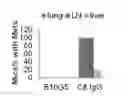 Fig. 01 - SOLUBLE MIC NEUTRALIZING MONOCLONAL ANTIBODY FOR TREATING CANCER