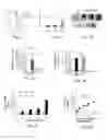 Fig. 02 - SOLUBLE MIC NEUTRALIZING MONOCLONAL ANTIBODY FOR TREATING CANCER