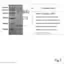 Fig. 02 - Mannanase and use thereof