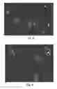 Fig. 30 - SELF-ASSEMBLED SINGLE MOLECULE ARRAYS AND USES THEREOF