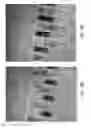 Fig. 19 - Sieve valves, microfluidic circuits, microfluidic devices, kits, and methods for isolating an analyte