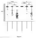 Fig. 05 - Gene composition for detecting cell proliferative abnormality or grading disease degree and use thereof