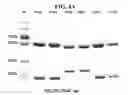 Fig. 06 - Method of measuring cholesterol levels by using immunogenic method