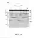 Fig. 08 - Image processing apparatus, imaging apparatus, and machine-readable medium storing a program