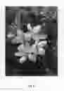 Fig. 07 - Apple tree named 'PE'