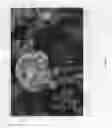 Fig. 02 - Ranunculus plant named 'ABLEIGONG'