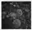 Fig. 01 - Ranunculus asiaticus 'ABULANJI'