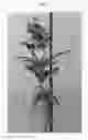 Fig. 02 - Vanda plant named 'SPCDW1603'