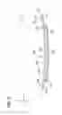 Fig. 06 - Packaged body adhering absorbent article