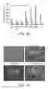 Fig. 07 - DYE-STABILIZED NANOPARTICLES AND METHODS OF THEIR MANUFACTURE AND THERAPEUTIC USE