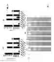 Fig. 02 - Synergistic composition comprising propolis and carnosic acid for use in the prevention and treatment of candidiasis