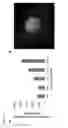 Fig. 16 - Liposomal particles comprising biological molecules and uses thereof