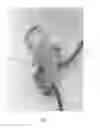 Fig. 02 - Descender