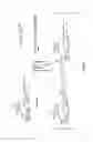 Fig. 04 - Aminoglycoside hydrogel microbeads and macroporous gels with chemical crosslink, method of preparation and use thereof