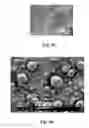 Fig. 06 - Aminoglycoside hydrogel microbeads and macroporous gels with chemical crosslink, method of preparation and use thereof