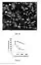Fig. 22 - Aminoglycoside hydrogel microbeads and macroporous gels with chemical crosslink, method of preparation and use thereof