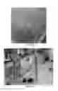 Fig. 24 - Aminoglycoside hydrogel microbeads and macroporous gels with chemical crosslink, method of preparation and use thereof