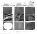 Fig. 08 - Functional platform for rapid capture and removal of nanoparticles