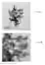 Fig. 07 - Producing Calcium Phosphate Compositions