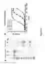 Fig. 07 - EQUINE IMMUNOGLOBULIN COMPOSITIONS AND USES FOR TREATING FILOVIRUS-MEDIATED DISEASES
