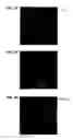 Fig. 04 - Synthetic surfaces for culturing stem cell derived oligodendrocyte progenitor cells