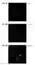 Fig. 05 - Synthetic surfaces for culturing stem cell derived oligodendrocyte progenitor cells