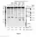 Fig. 05 - Method for inducing targeted meiotic recombinations