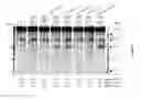 Fig. 06 - Method for inducing targeted meiotic recombinations