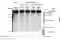 Fig. 07 - Method for inducing targeted meiotic recombinations