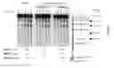 Fig. 08 - Method for inducing targeted meiotic recombinations