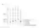 Fig. 10 - METHOD FOR PREPARING SINGLE-STRANDED DNA PRODUCT