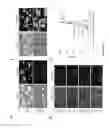Fig. 11 - Development of ABCG2-Sensitive Fluorescent Probe For Isolation of ABCG2low Neural Stem/Progenitor Cells