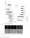 Fig. 12 - Development of ABCG2-Sensitive Fluorescent Probe For Isolation of ABCG2low Neural Stem/Progenitor Cells