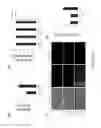 Fig. 13 - Development of ABCG2-Sensitive Fluorescent Probe For Isolation of ABCG2low Neural Stem/Progenitor Cells