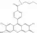 Fig. 42 - Development of ABCG2-Sensitive Fluorescent Probe For Isolation of ABCG2low Neural Stem/Progenitor Cells