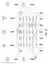 Fig. 23 - Topological data analysis of data from a fact table and related dimension tables