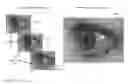 Fig. 01 - Iris recognition via plenoptic imaging