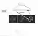 Fig. 03 - METHOD AND SYSTEM FOR ANALYZING BIOLOGICAL SPECIMENS BY SPECTRAL IMAGING