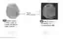 Fig. 11 - METHOD AND SYSTEM FOR ANALYZING BIOLOGICAL SPECIMENS BY SPECTRAL IMAGING